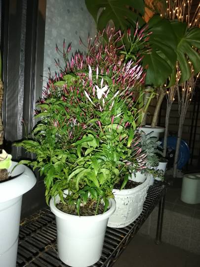 1月19日(金曜日) 中部空港倉庫店|おはようございます!
冷凍のアサイーが...