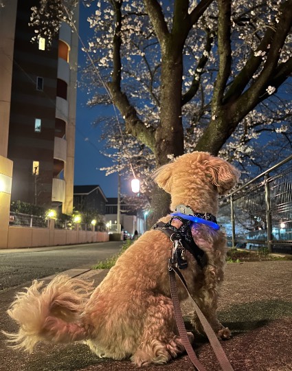 生き物ルーム70