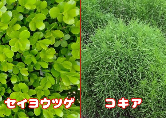 駐車場スタンド側に植えられる樹木