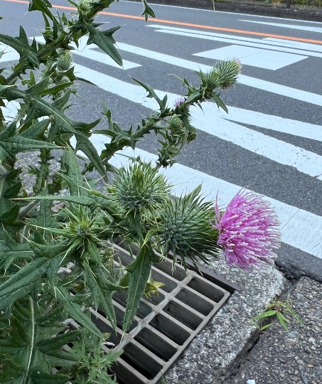 紅茶の小部屋5