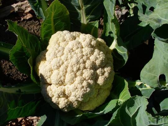 ★ドンキ♡♡ロピア雑談112★