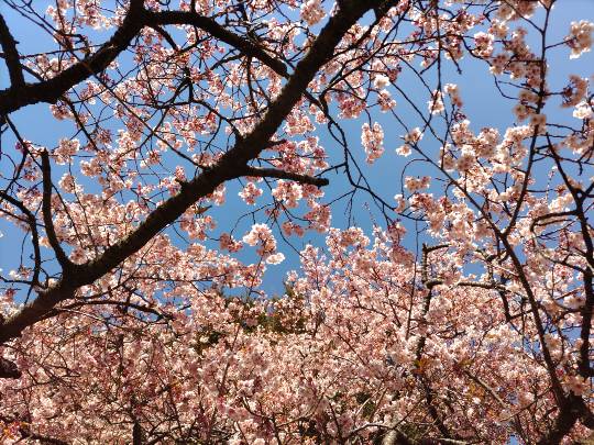 【スナックJlNJlN】キッチンカー　明日こそ咲く夢　出張営業８