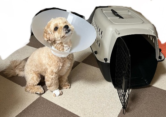 生き物ルーム74