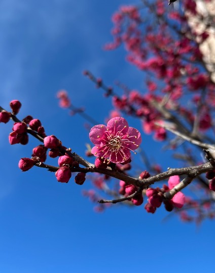 マスク同窓会詰め所兼ニューフェイス歓迎所46ヽ⁠(⁠*ﾟ⁠ｰﾟ⁠*⁠)