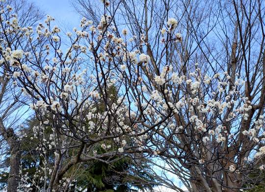 マスク同窓会詰め所兼ニューフェイス歓迎所46ヽ⁠(⁠*ﾟ⁠ｰﾟ⁠*⁠)