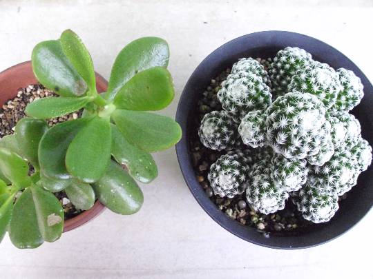 ★ドンキ♡♡ロピア雑談112★