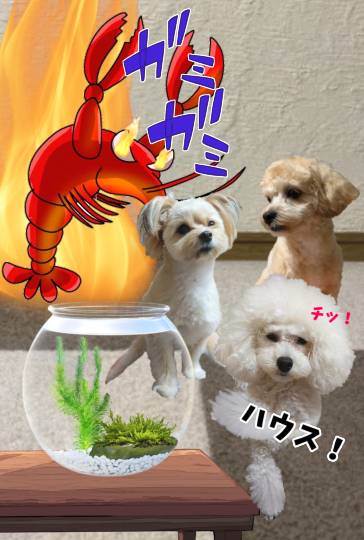 生き物ルーム74