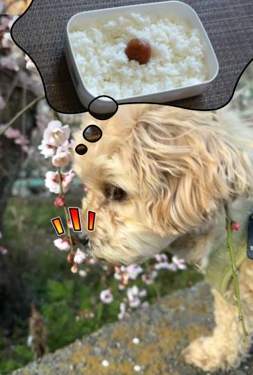 生き物ルーム74