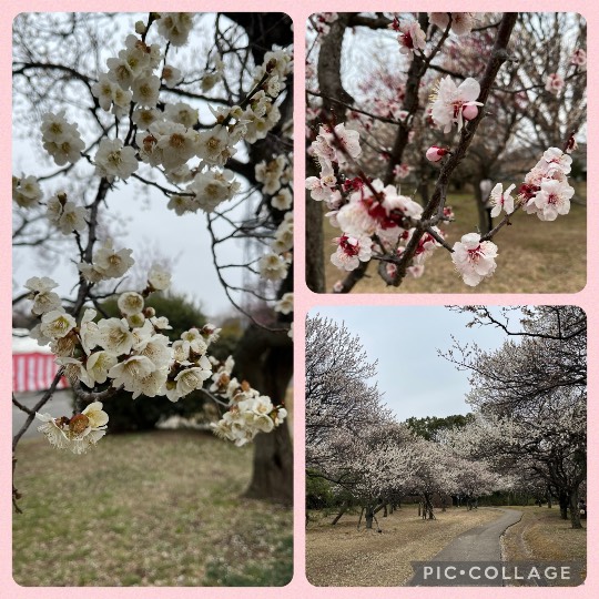 【スナックJlNJlN】キッチンカー　明日こそ咲く夢　出張営業８