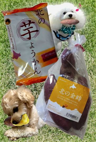 生き物ルーム74