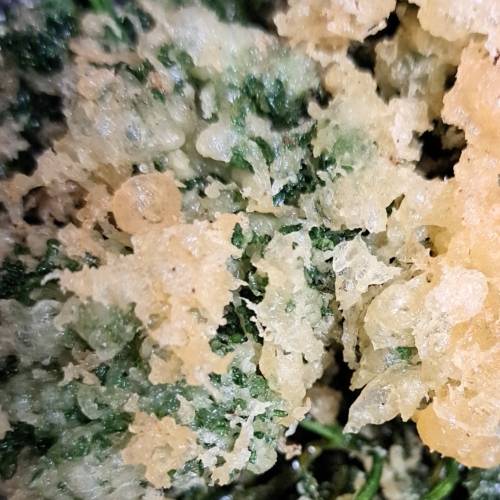 生き物ルーム74