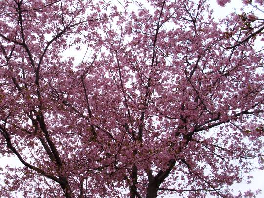 ★ドンキ♡♡ロピア雑談114★