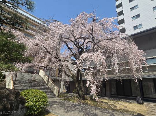 マスク同窓会詰め所兼ニューフェイス歓迎所46ヽ(*゚ー゚*)