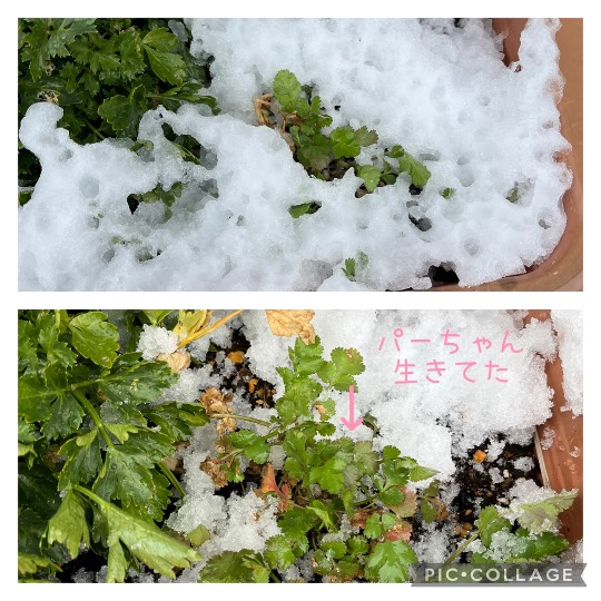 生き物ルーム74