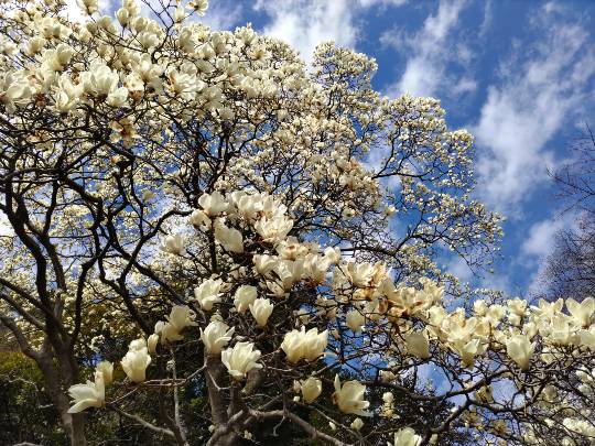 【スナックJlNJlN】キッチンカー　明日こそ咲く夢　出張営業８