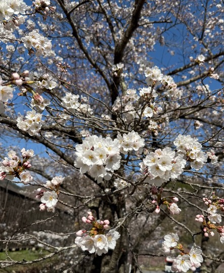 雑談お絵描き部・コラージュ部・素材提供部 No.19