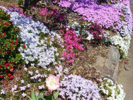 ★ドンキ♡♡ロピア雑談116★