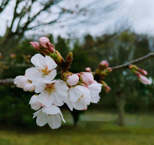 マスク同窓会詰め所兼ニューフェイス歓迎所46ヽ(*゚ー゚*)