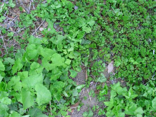 ★ドンキ♡♡ロピア雑談116★