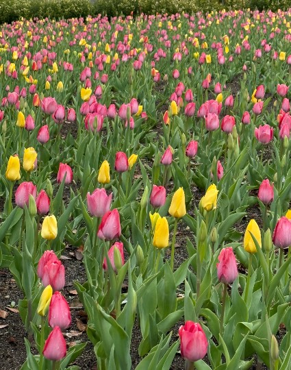 雑談お絵描き部・コラージュ部・素材提供部 No.19