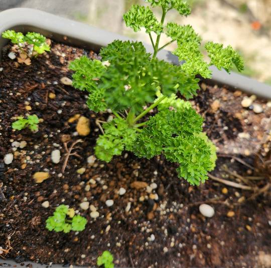 生き物ルーム74