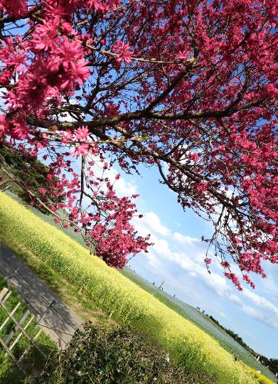 マスク同窓会詰め所兼ニューフェイス歓迎所46ヽ⁠(⁠*ﾟ⁠ｰﾟ⁠*⁠)