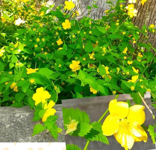 ★ドンキ♡♡ロピア雑談116★