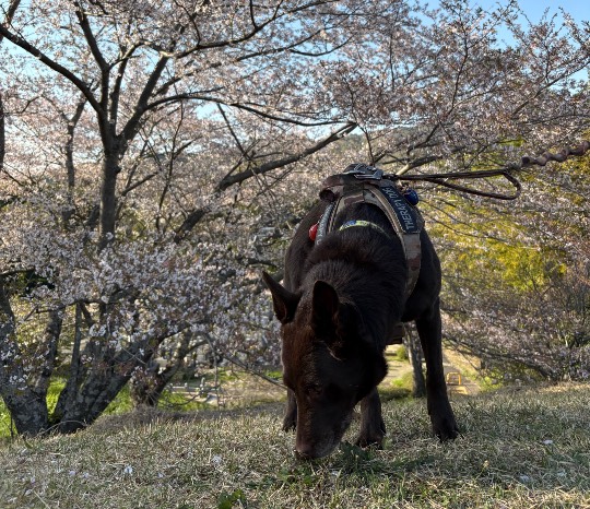 生き物ルーム74