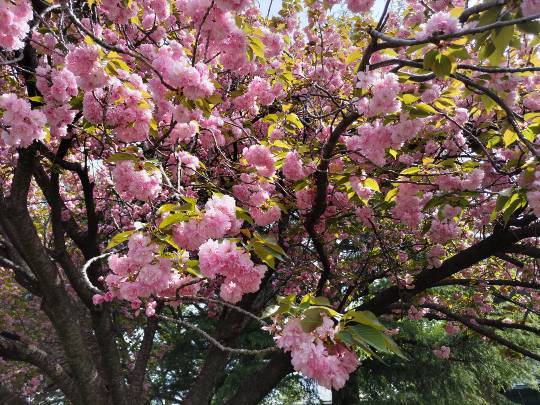 ★ドンキ♡♡ロピア雑談116★