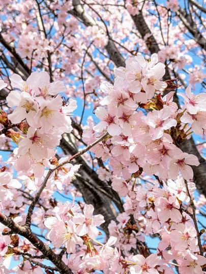 雑談お絵描き部・コラージュ部・素材提供部 No.19