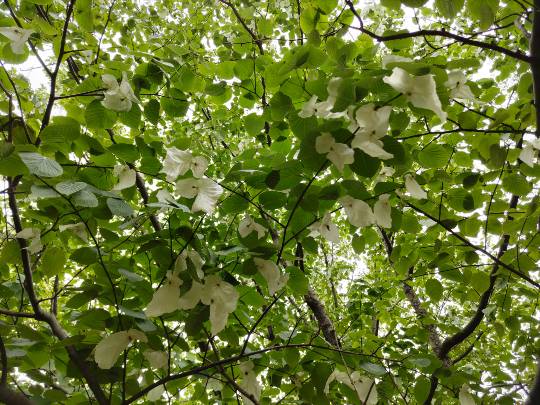 ★ドンキ♡♡ロピア雑談116★