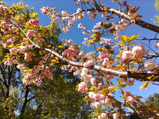 ★ドンキ♡♡ロピア雑談116★