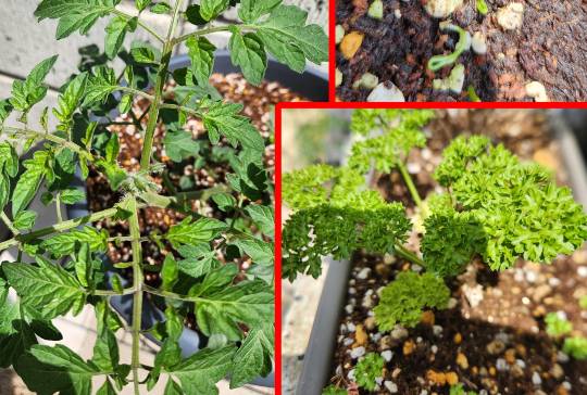 生き物ルーム74