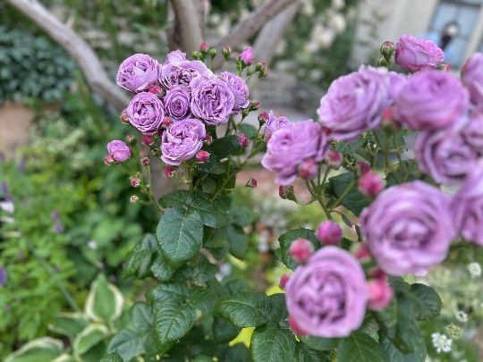 ★ドンキ♡♡ロピア雑談116★