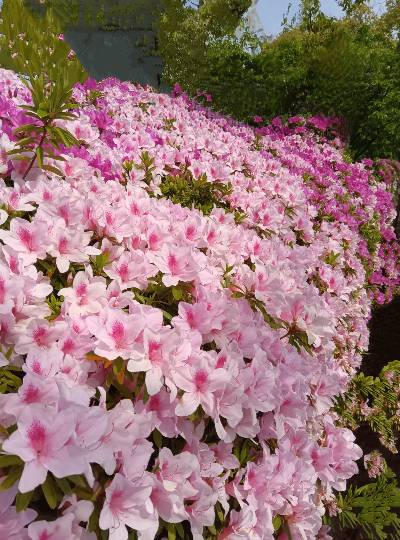 【スナックJINJIN】キッチンカー いつか来た道 出張営業9