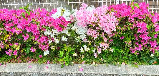 ★ドンキ♡♡ロピア雑談116★