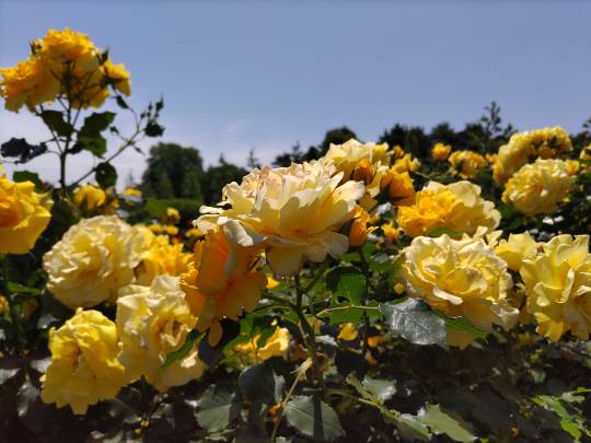 雑談お絵描き部・コラージュ部・素材提供部 No.19