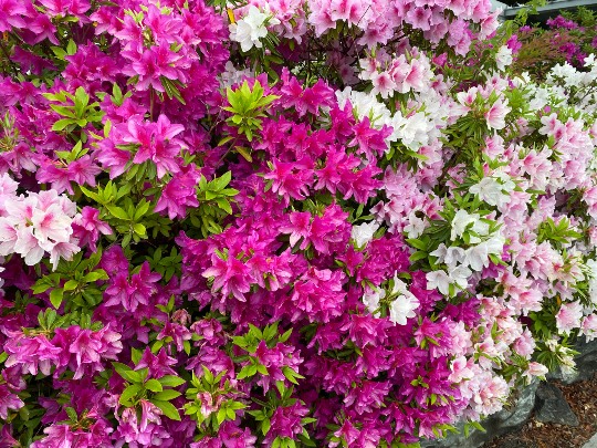 ★ドンキ♡♡ロピア雑談116★