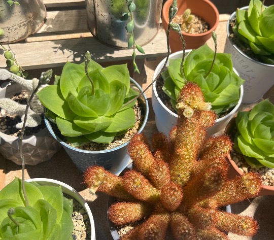 ★ドンキ♡♡ロピア雑談116★