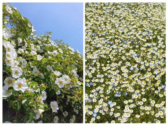 【スナックJINJIN】キッチンカー　いつか来た道　出張営業９