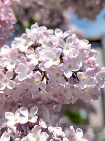 雑談お絵描き部・コラージュ部・素材提供部 No.20