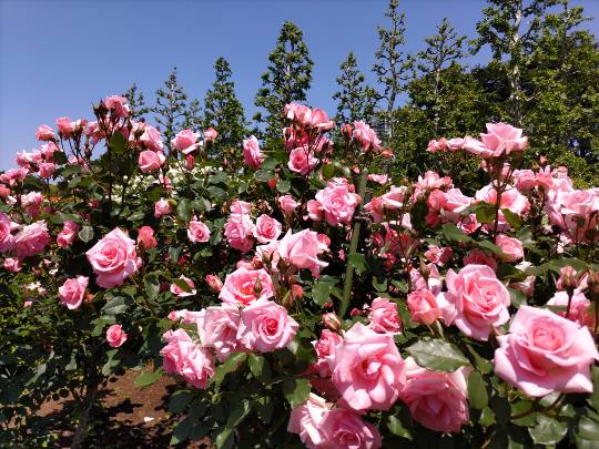 ★ドンキ♡♡ロピア雑談117★