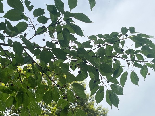 ★ドンキ♡♡ロピア雑談117★