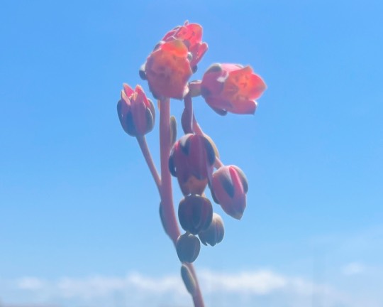 ★ドンキ♡♡ロピア雑談117★