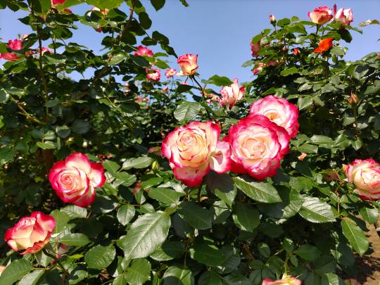 ★ドンキ♡♡ロピア雑談116★