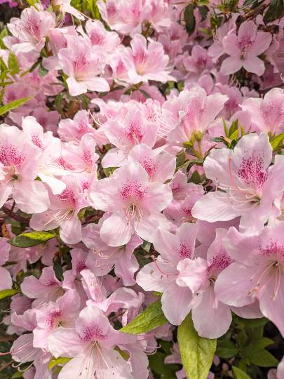 雑談お絵描き部・コラージュ部・素材提供部 No.20