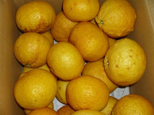 ★ドンキ♡♡ロピア雑談117★