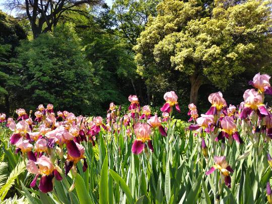 【スナックJINJIN】キッチンカー いつか来た道 出張営業9