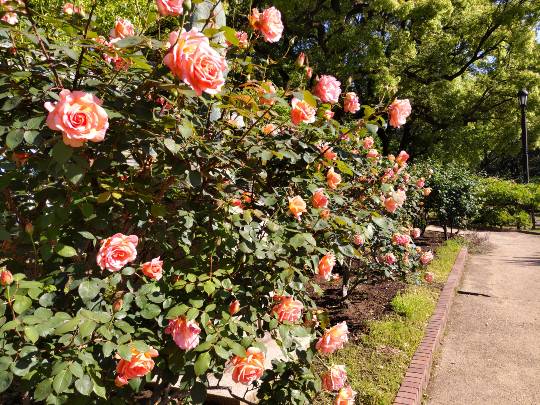 ★ドンキ♡♡ロピア雑談116★