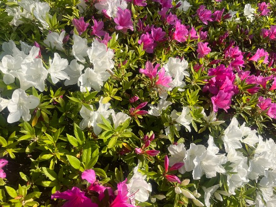 ★ドンキ♡♡ロピア雑談116★